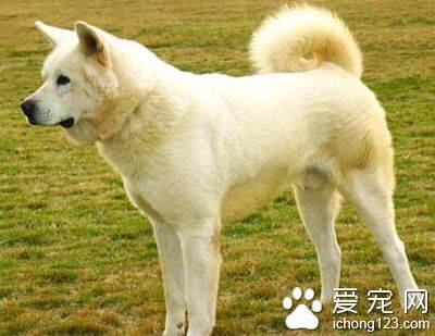 秋田犬和柴犬哪个好 两种犬种各有特点