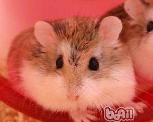 如何减少鞭炮对仓鼠的危害