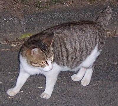 日本短尾猫怎么养 食物以猫粮为主