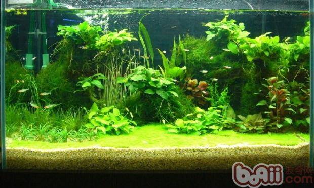 如何鉴别速溶类肥料