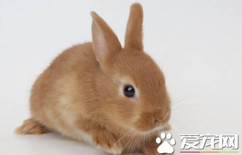 兔子能吃莴笋叶吗 能吃但是不能长期喂食