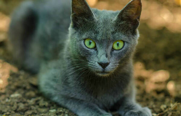 猫几个月打疫苗多少钱
