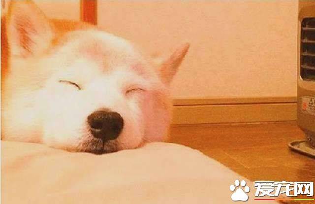 柴犬乱吃东西怎么办 这两个方法最有效