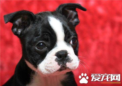 波士顿梗和英斗哪个贵 波士顿梗比较贵