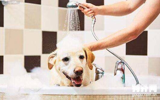 给狗狗洗澡，新手家长们一定要注意这几点！