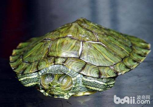 巴西龟冬天怎么养？应该注意什么？