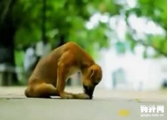 残疾狗狗招人欺，只有他例外，这一幕却让人心酸