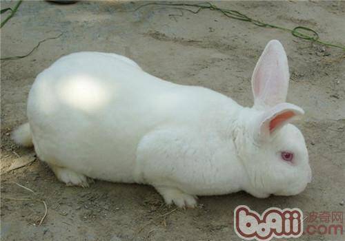 新西兰兔的品种简介
