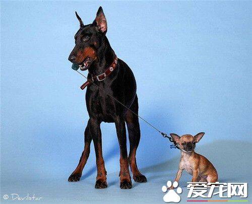 杜宾犬的高度 公狗肩高约26到28英寸