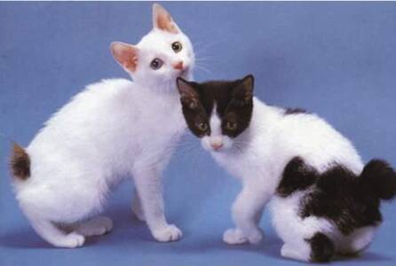 日本短尾猫的形态特征 该猫身材较细长