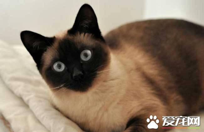 暹罗猫眼睛会变色吗 暹罗猫眼睛是什么颜色