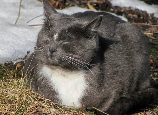 猫晒太阳会中暑吗