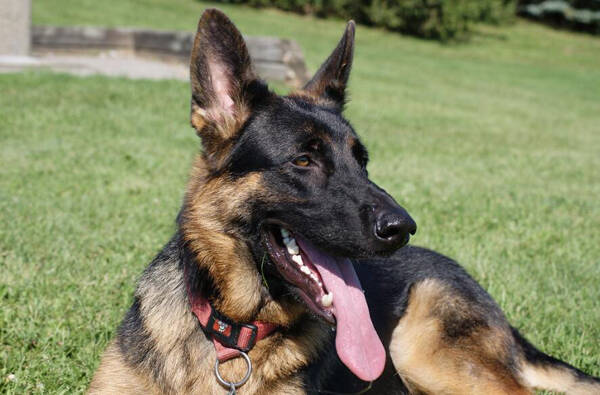 最漂亮的德牧赛级犬