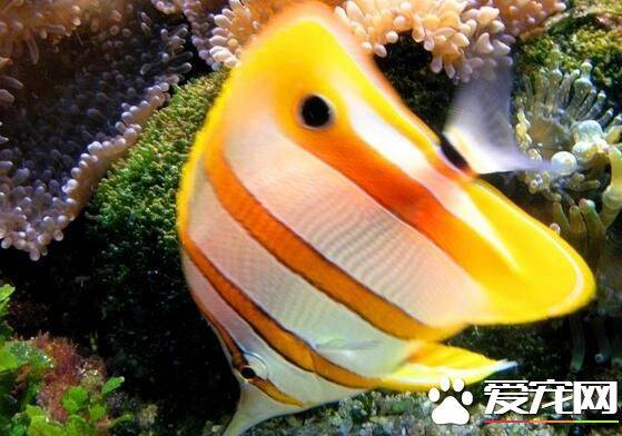 热带鱼为什么沉底 可能是温度太低的原因