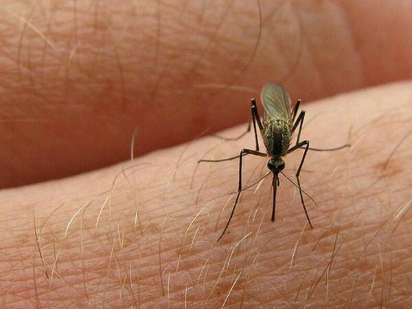 蚊子寿命