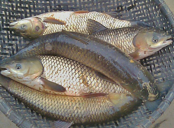 长江鱼种类