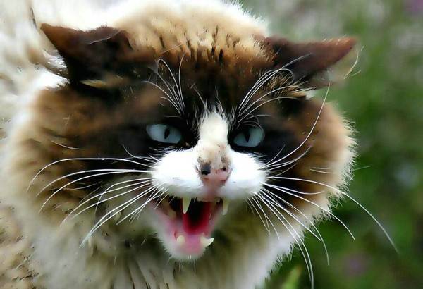 猫怀孕了需要注意什么