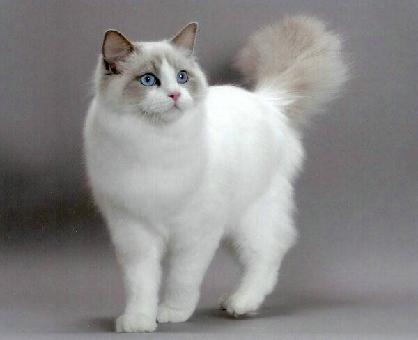 被小猫咬了要打针吗