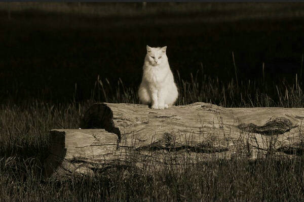 白色猫咪品种