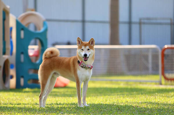 豆柴犬和柴犬区别