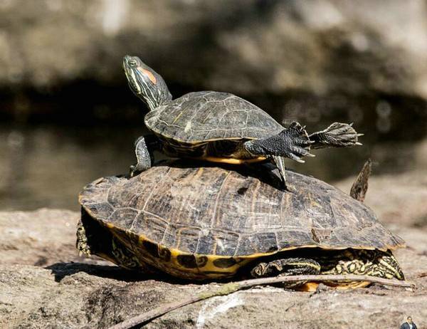 乌龟是两栖动物吗