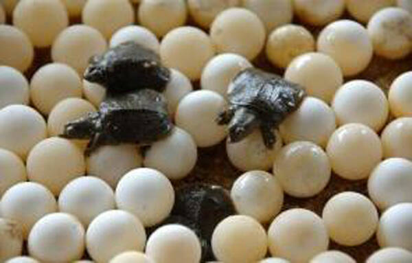甲鱼蛋孵化多少天出壳