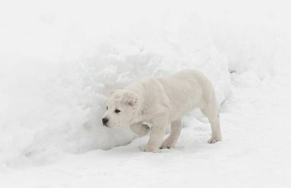 超大型犬品种大全