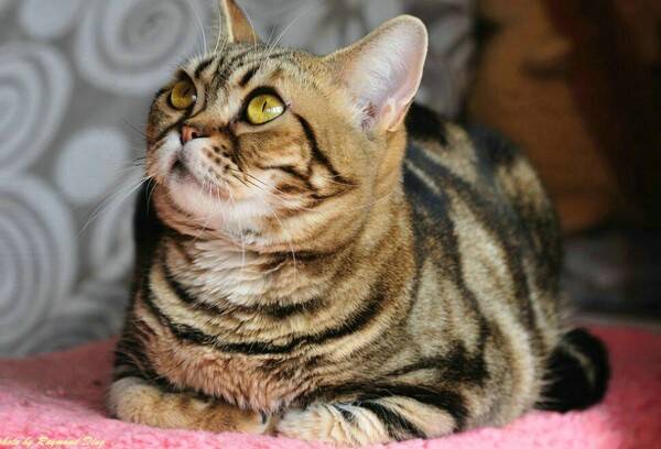 让猫抓了出血有事吗