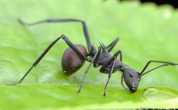 什么动物吃蚂蚁