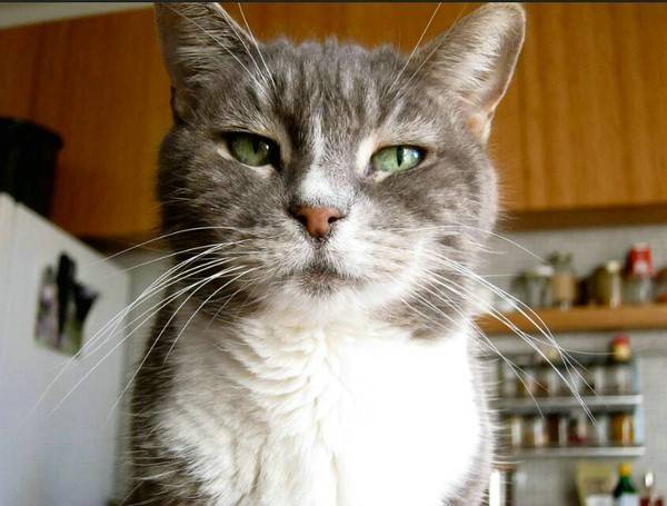 猫鼻子里面有黑东西