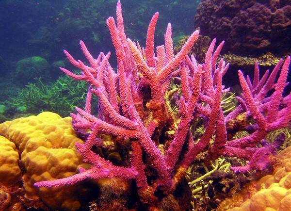 珊瑚怎么养