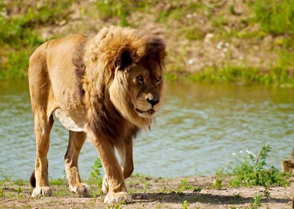 狮子的天敌是什么动物