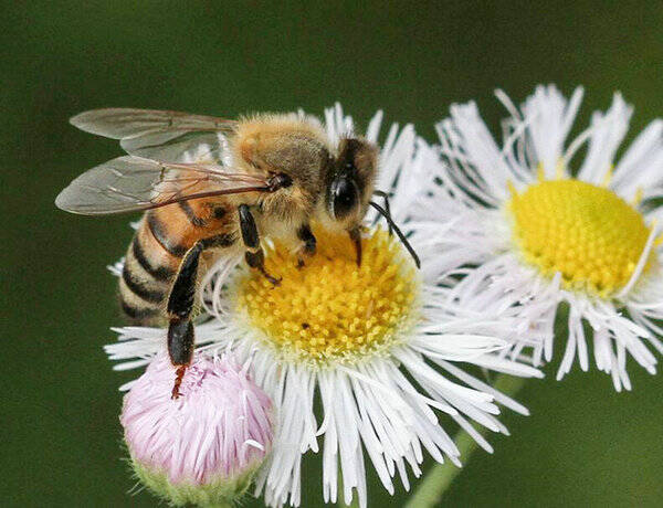 蜂蜜是蜜蜂的什么