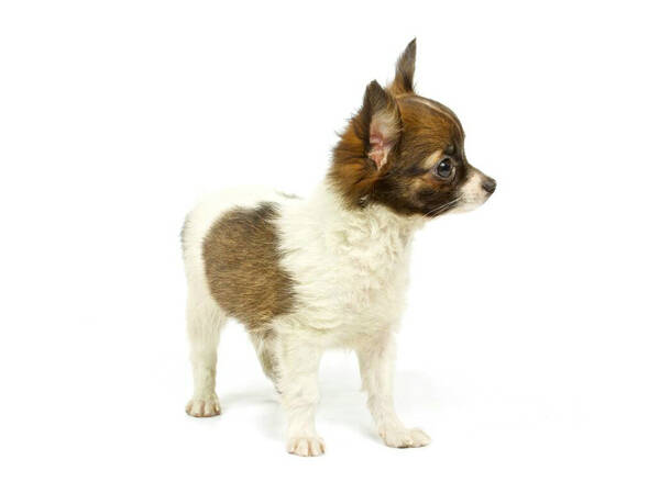 性格温顺的小型犬