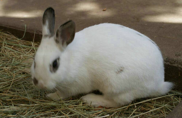 兔子几个月算成年