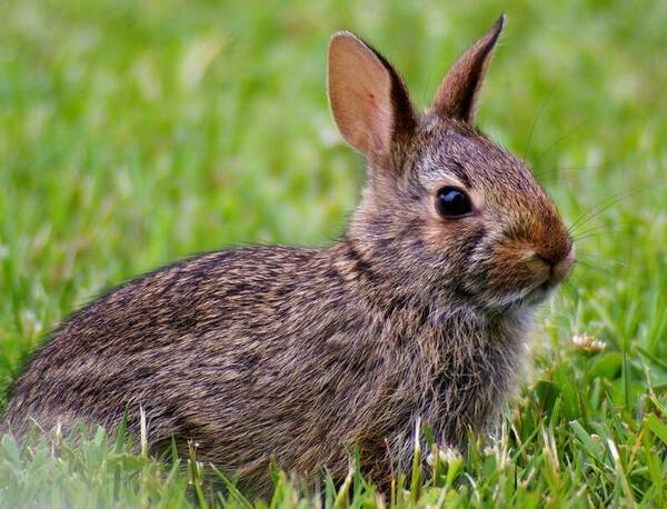 兔子爱吃胡萝卜吗