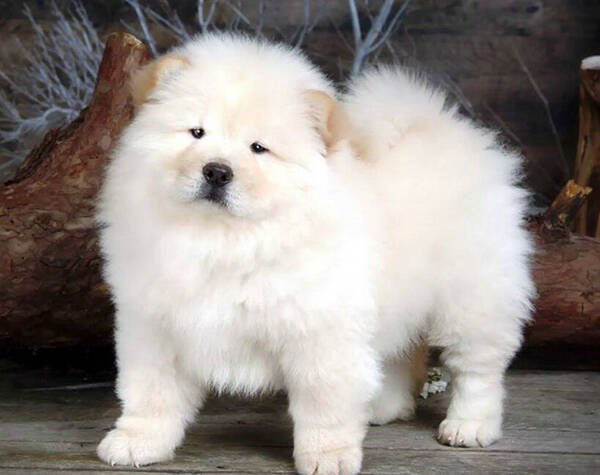 狗呕吐怎么办