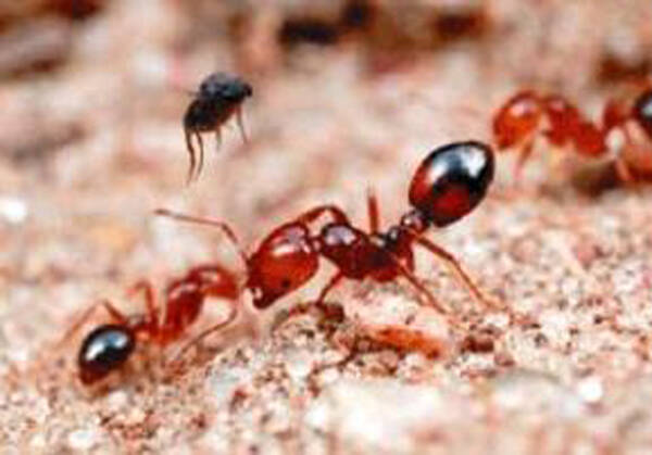 红火蚁咬伤后有何症状