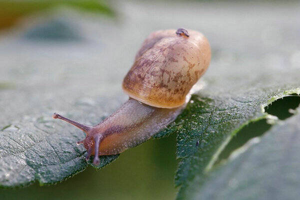 家里养蜗牛有什么寓意