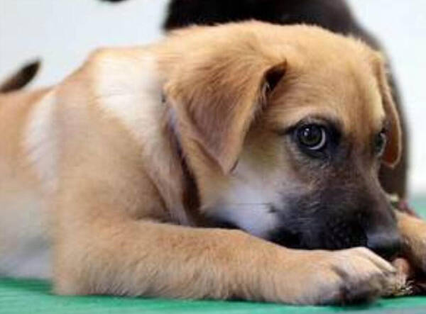 中华田园犬寿命