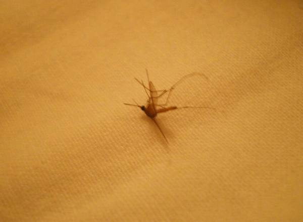 蚊子叮了为什么会起包