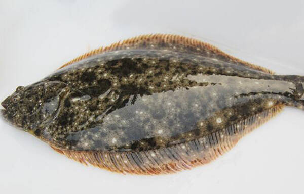 鸦片鱼头是什么鱼