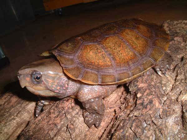 鹰嘴龟是几级保护动物