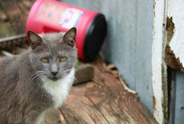 奶猫肚子鼓鼓的死了