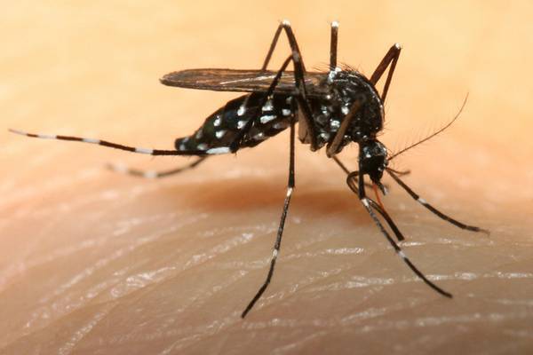 蚊子能活几天