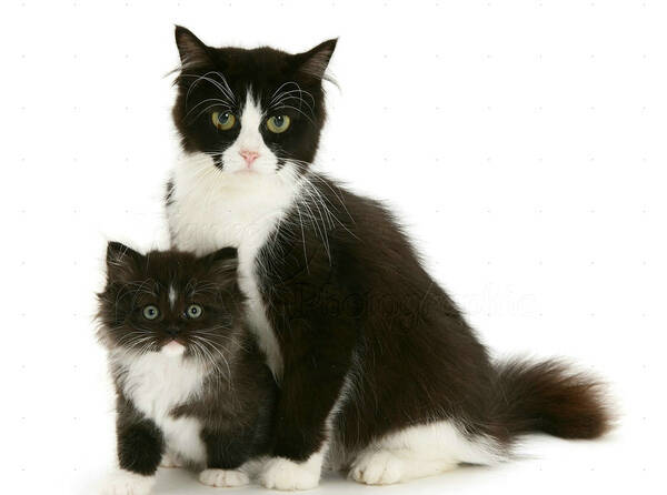 猫总像卡痰一样还吐不出来什么