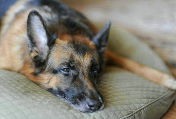 狗狗打了狂犬疫苗的不良反应