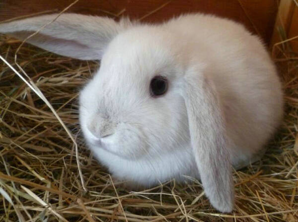 兔子吃什么草