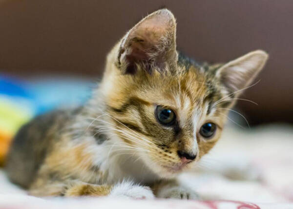 狸花猫和土猫的区别