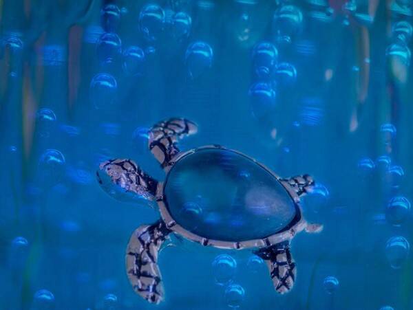 海龟的寿命